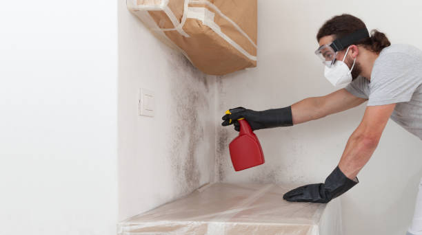 Professional Basement Mold Remediation technician working in Greencastle, PA